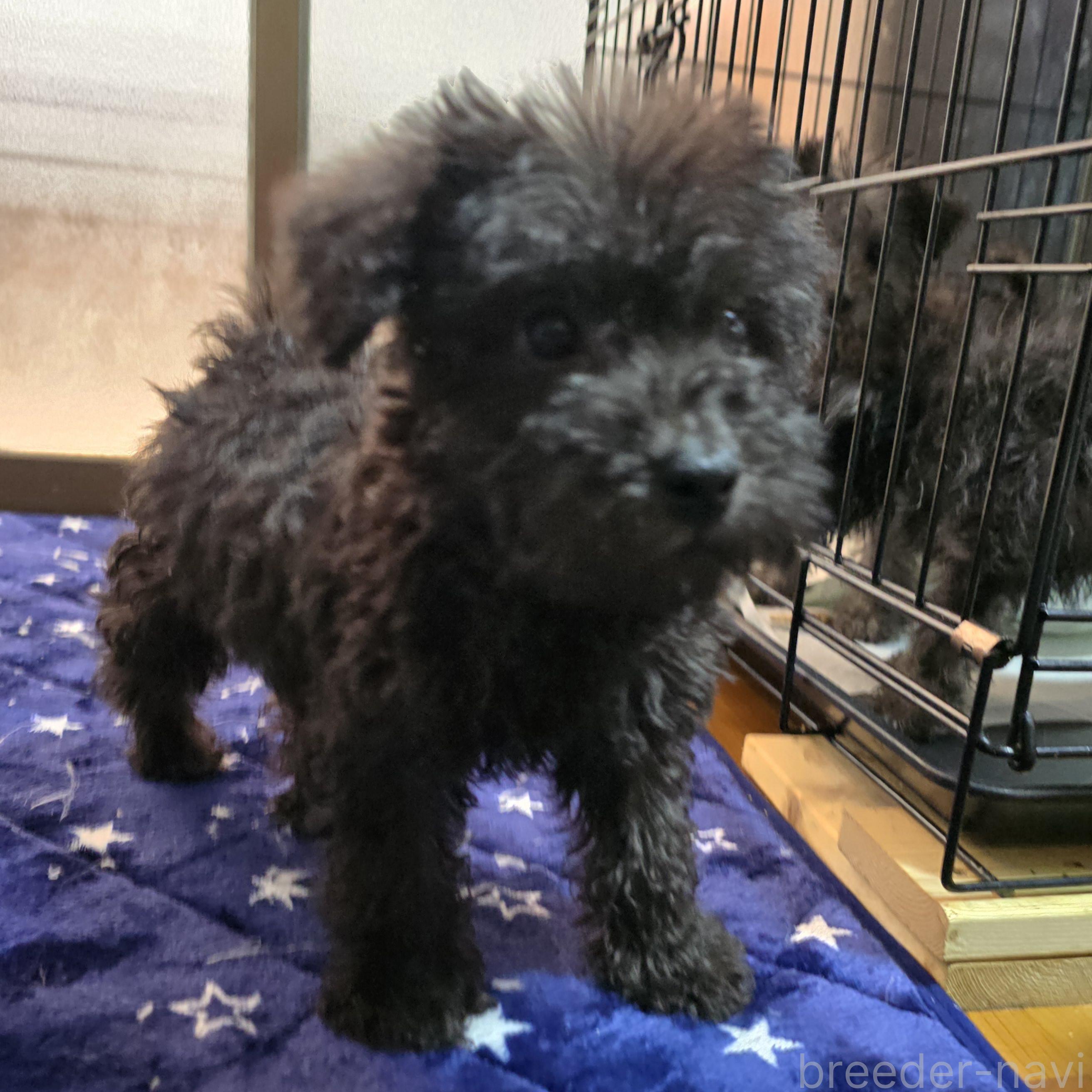 成約済の岡山県のミックス犬-378316の4枚目