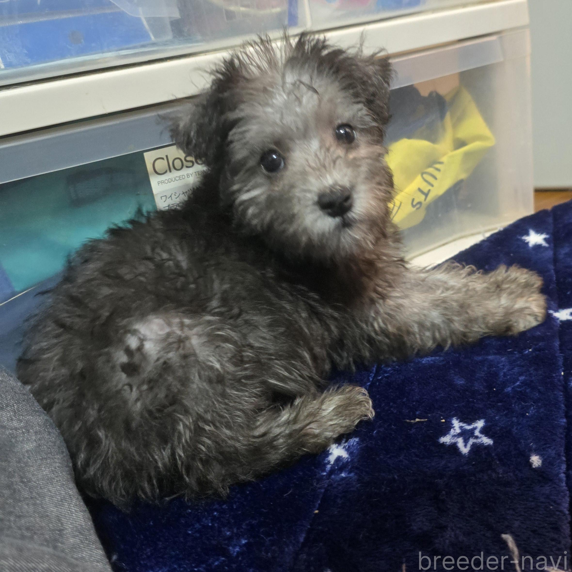 成約済の岡山県のミックス犬-378318の9枚目