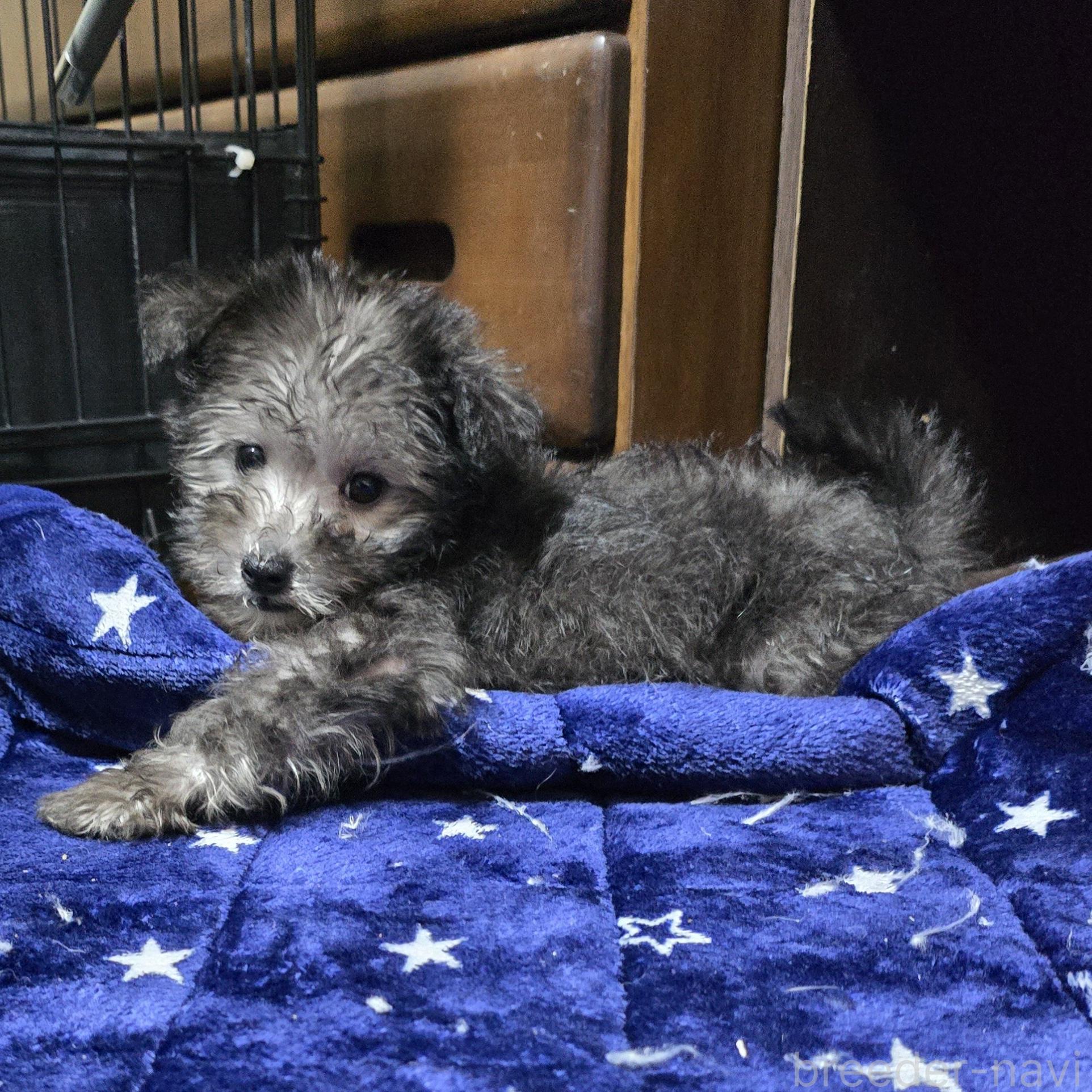 成約済の岡山県のミックス犬-378319の7枚目