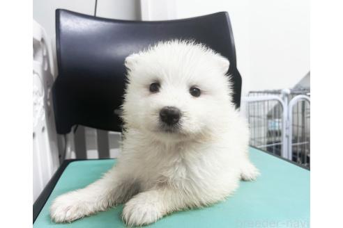 販売中の東京都のサモエド-388035の8枚目