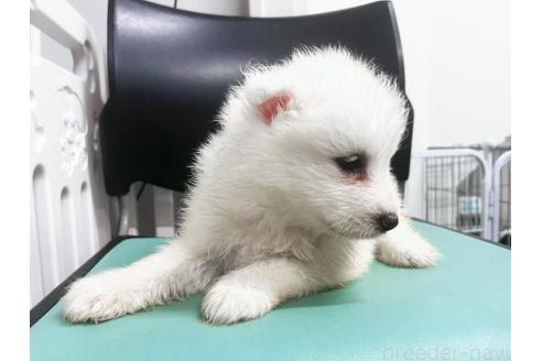 販売中の東京都のサモエド-388035の2枚目