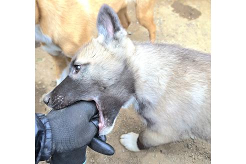 成約済の千葉県のミックス犬-381226の4枚目