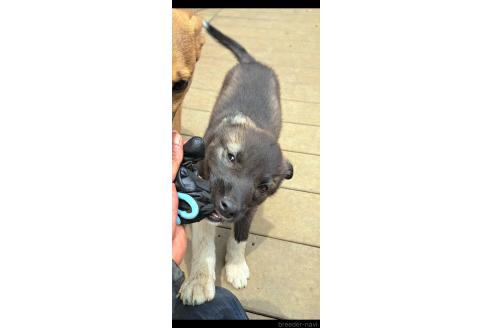 販売中の千葉県のミックス犬-381223の3枚目