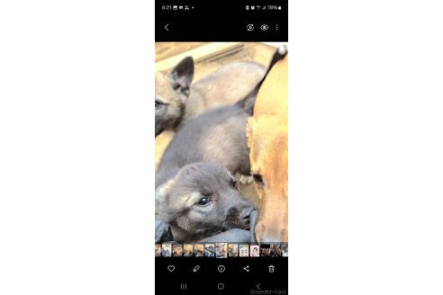 販売中の千葉県のミックス犬-381223の2枚目