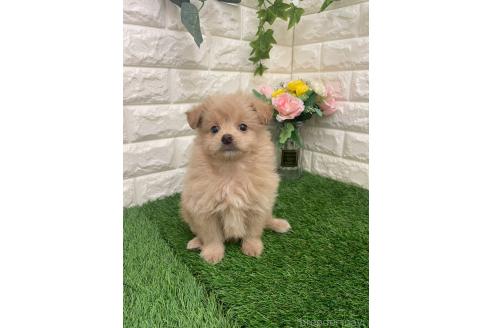 成約済の岡山県のマルプー:マルチーズ×トイプードル-387722の10枚目