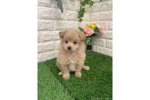 成約済の岡山県のマルプー:マルチーズ×トイプードル-387722の9枚目