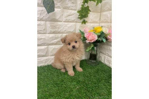 成約済の岡山県のマルプー:マルチーズ×トイプードル-387722の7枚目