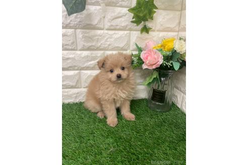 成約済の岡山県のマルプー:マルチーズ×トイプードル-387722の6枚目