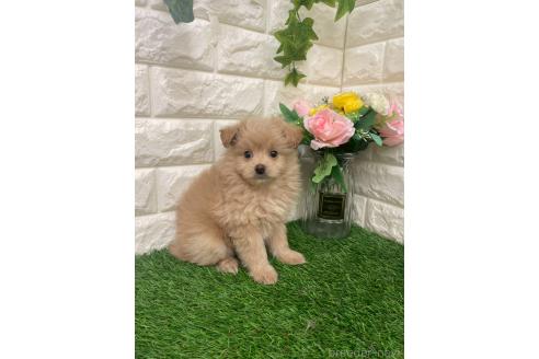 成約済の岡山県のマルプー:マルチーズ×トイプードル-387722の5枚目