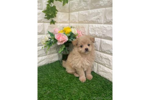 成約済の岡山県のマルプー:マルチーズ×トイプードル-387722の4枚目