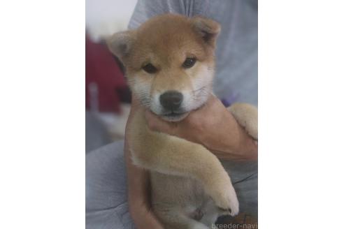 成約済の千葉県の柴犬-374464の2枚目