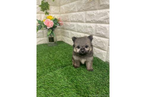 成約済の岡山県のポメマル:ポメラニアン×マルチーズ-387707の19枚目