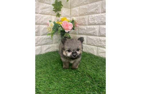 成約済の岡山県のポメマル:ポメラニアン×マルチーズ-387707の16枚目
