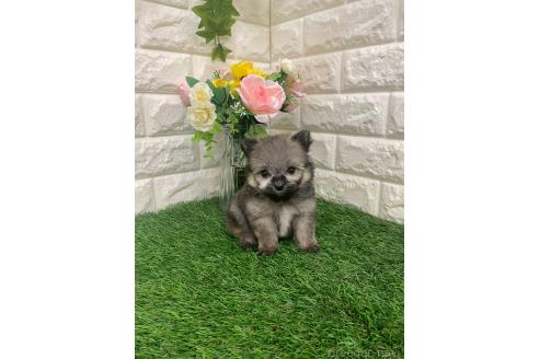 成約済の岡山県のポメマル:ポメラニアン×マルチーズ-387707の15枚目