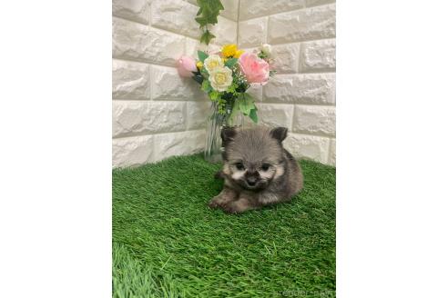 成約済の岡山県のポメマル:ポメラニアン×マルチーズ-387707の14枚目