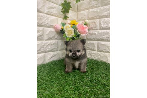 成約済の岡山県のポメマル:ポメラニアン×マルチーズ-387707の13枚目