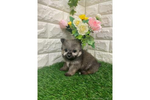 成約済の岡山県のポメマル:ポメラニアン×マルチーズ-387707の11枚目