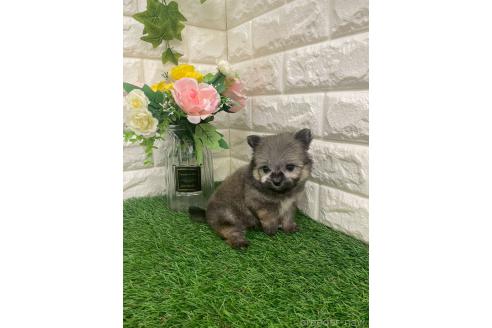 成約済の岡山県のポメマル:ポメラニアン×マルチーズ-387707の10枚目