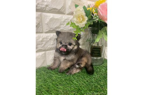 成約済の岡山県のポメマル:ポメラニアン×マルチーズ-387707の9枚目