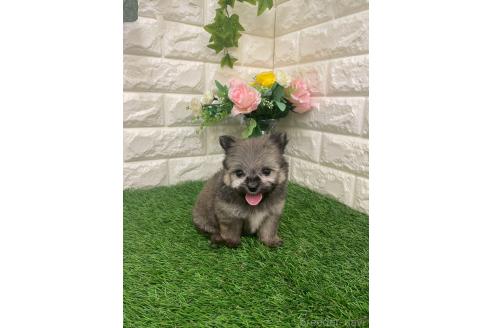 成約済の岡山県のポメマル:ポメラニアン×マルチーズ-387707の6枚目