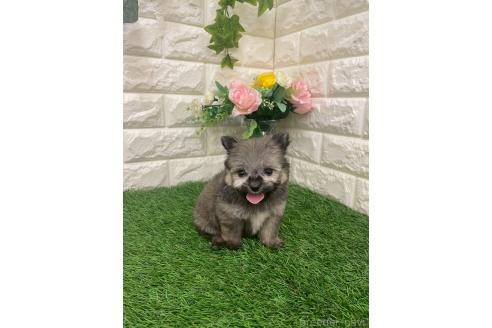 成約済の岡山県のポメマル:ポメラニアン×マルチーズ-387707の5枚目