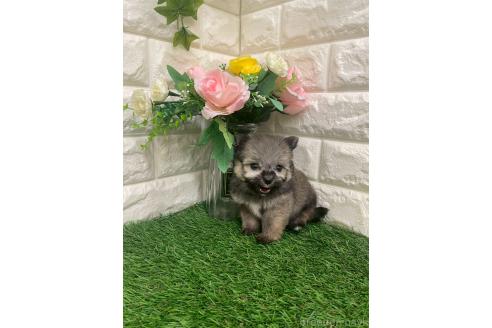 成約済の岡山県のポメマル:ポメラニアン×マルチーズ-387707の4枚目