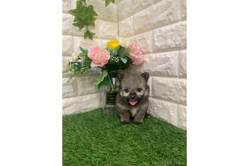 成約済の岡山県のポメマル:ポメラニアン×マルチーズ-387707の3枚目