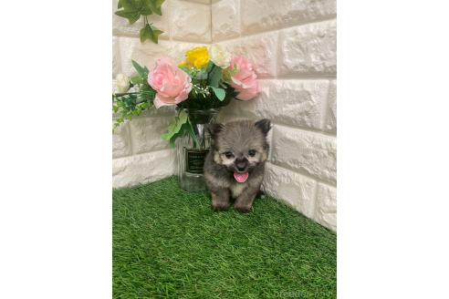 成約済の岡山県のポメマル:ポメラニアン×マルチーズ-387707の2枚目
