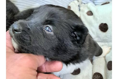 販売中の千葉県のミックス犬-388037の1枚目