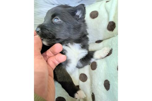 販売中の千葉県のミックス犬-388037の3枚目