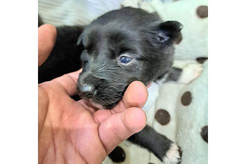 販売中の千葉県のミックス犬-388037の2枚目