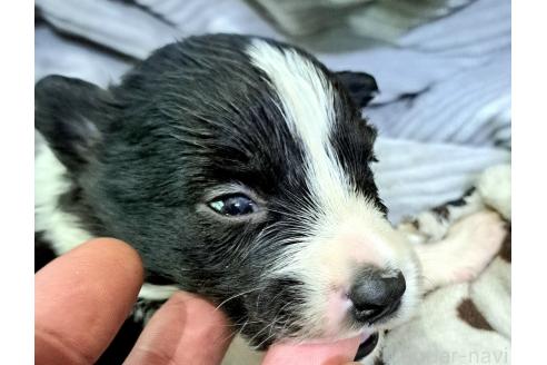 販売中の千葉県のミックス犬-388039の6枚目