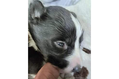 販売中の千葉県のミックス犬-388039の5枚目