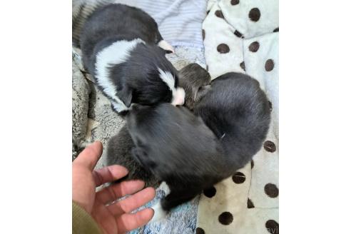 販売中の千葉県のミックス犬-388039の4枚目