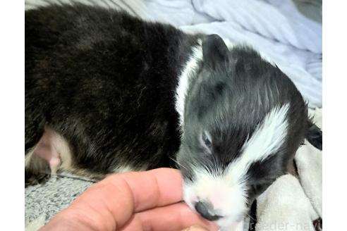 販売中の千葉県のミックス犬-388039の3枚目