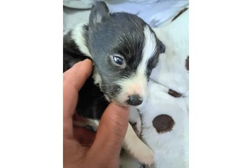 販売中の千葉県のミックス犬-388039の2枚目