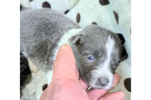 販売中の千葉県のミックス犬-388041の3枚目