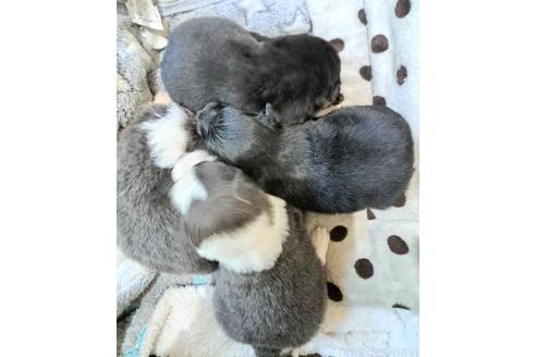 販売中の千葉県のミックス犬-388041の2枚目