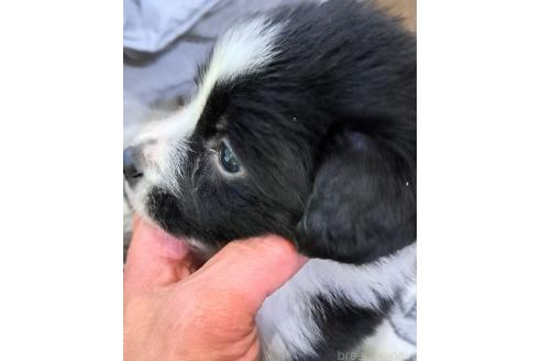 販売中の千葉県のミックス犬-388043の2枚目