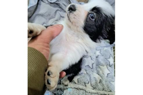 販売中の千葉県のミックス犬-388043の1枚目