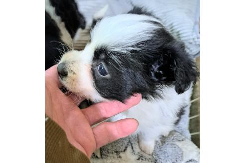 販売中の千葉県のミックス犬-388044の1枚目