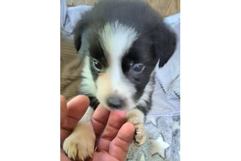 販売中の千葉県のミックス犬-388044の3枚目