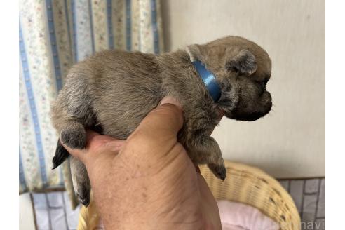 販売中の岡山県のミックス犬-388045の4枚目