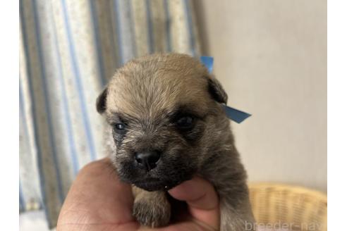 販売中の岡山県のミックス犬-388045の3枚目