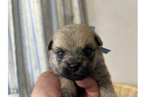 販売中の岡山県のミックス犬-388045の2枚目
