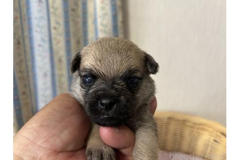 販売中の岡山県のミックス犬-388047の4枚目
