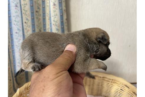 販売中の岡山県のミックス犬-388047の3枚目
