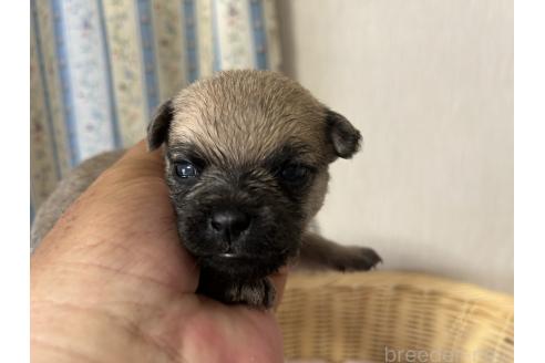 販売中の岡山県のミックス犬-388047の2枚目