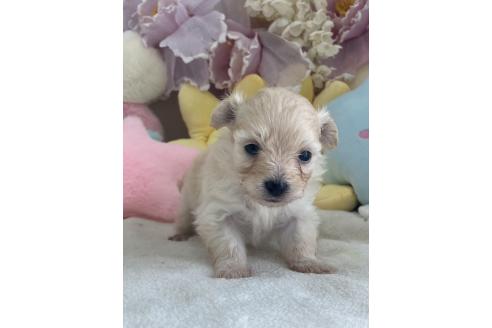 販売中の兵庫県のミックス犬-387101