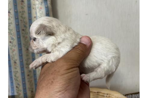 販売中の岡山県のミックス犬-388048の4枚目